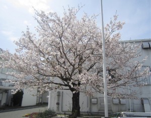 桜の木②